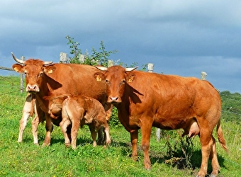 La Ferme du Martray - SEMELAY
