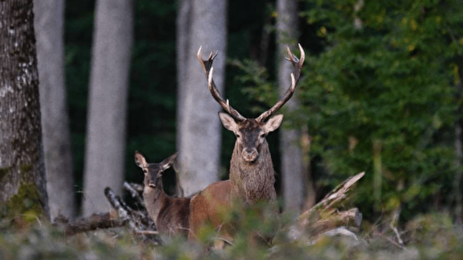 Sortie nature : Soirée brame du cerf à la lanterne