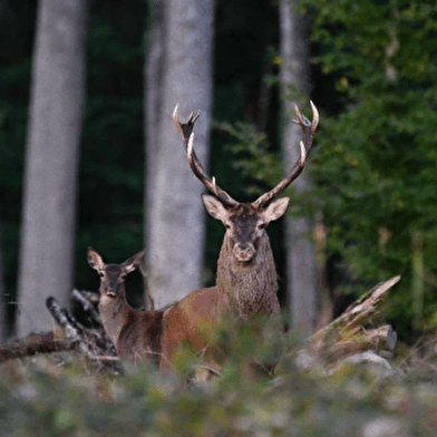 Sortie nature : Soirée brame du cerf à la lanterne
