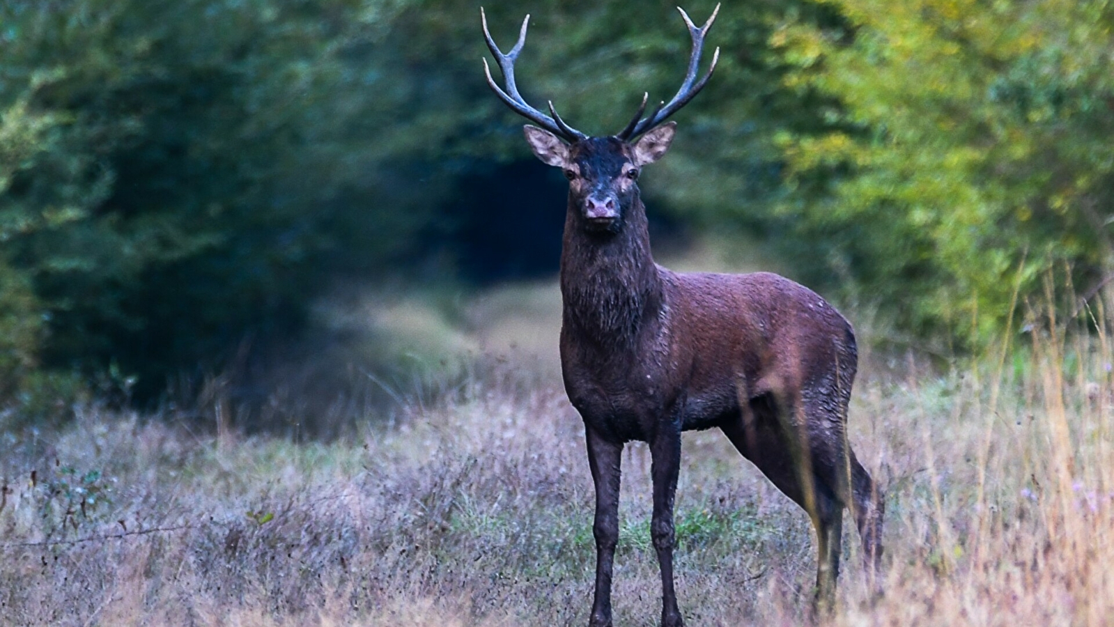 Sortie nature : A la rencontre du cerf