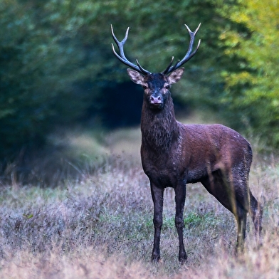 Sortie nature : A la rencontre du cerf