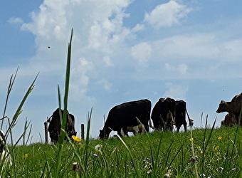 Visite de la Ferme de Neuftables - LUTHENAY-UXELOUP