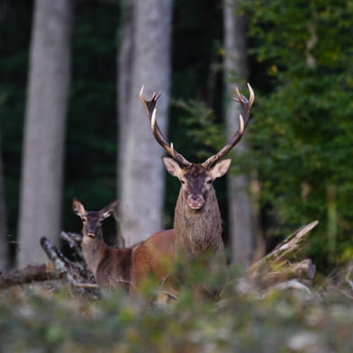 Sortie nature : A la rencontre du cerf