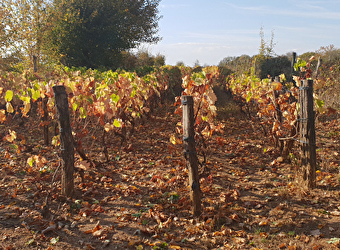 Domaine de Bel-Air - VILLIERS-SUR-YONNE