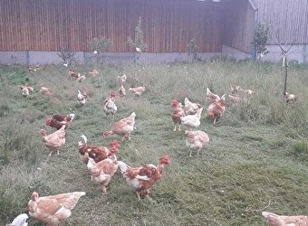 Le Charme des poulets d'ici - DEVAY