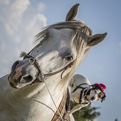Centre équestre Camargue Equitation Loisirs en Nièvre