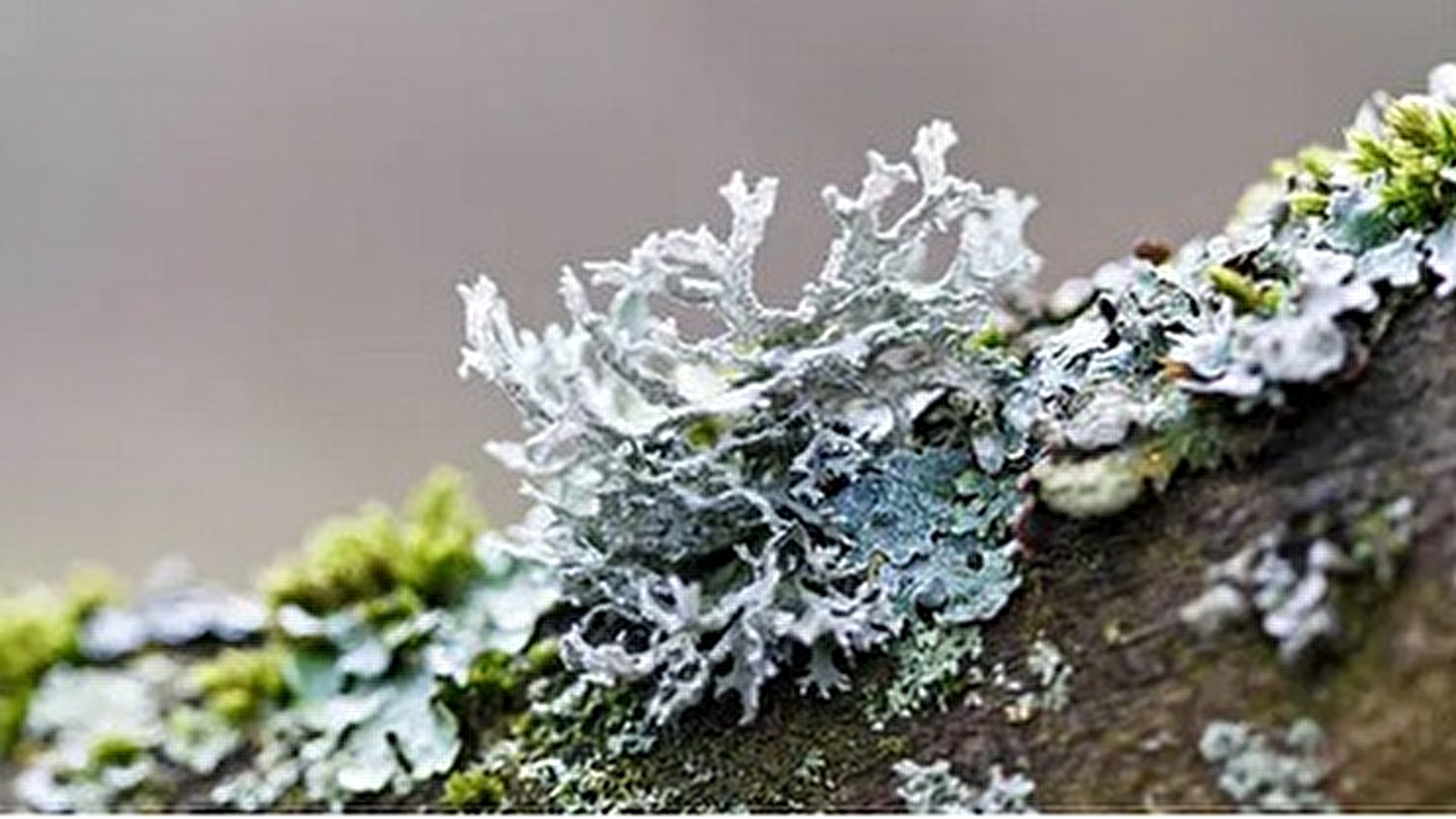 Balade botanique dessinée... Les lichens de Bibracte !