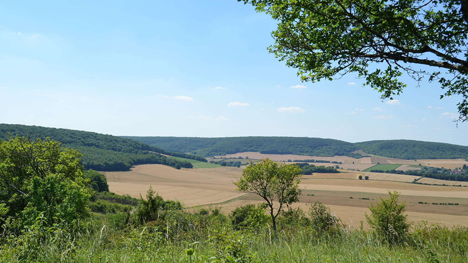 La butte aux orchidées