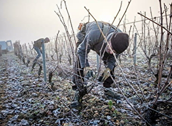 Domaine Champeau - SAINT-ANDELAIN