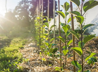 La Ferme du Moineau, pépinière d'arbres fruitiers bio - REMILLY