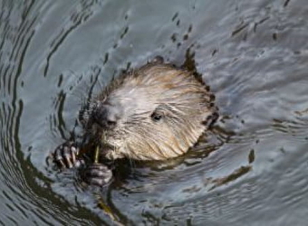 Sortie nature : En bateau à la rencontre des castors - MARZY
