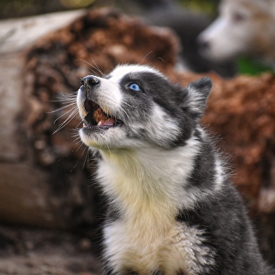 Dans la peau d'un chien de traîneau