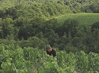 Domaine de Montaillant - CHASNAY