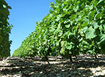 Domaine Les Ormousseaux - SAINT-PERE