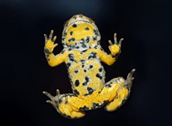 SAS le Crapaud Sonneur - BEAUMONT-SARDOLLES