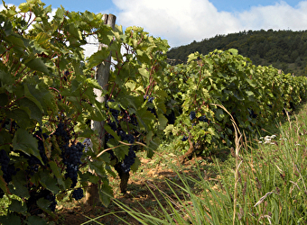 Gérald Demuth - Domaine de Sarmentole - TANNAY