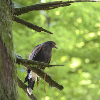 A tire d'ailes : randonnée avec des rapaces en liberté à Bibracte