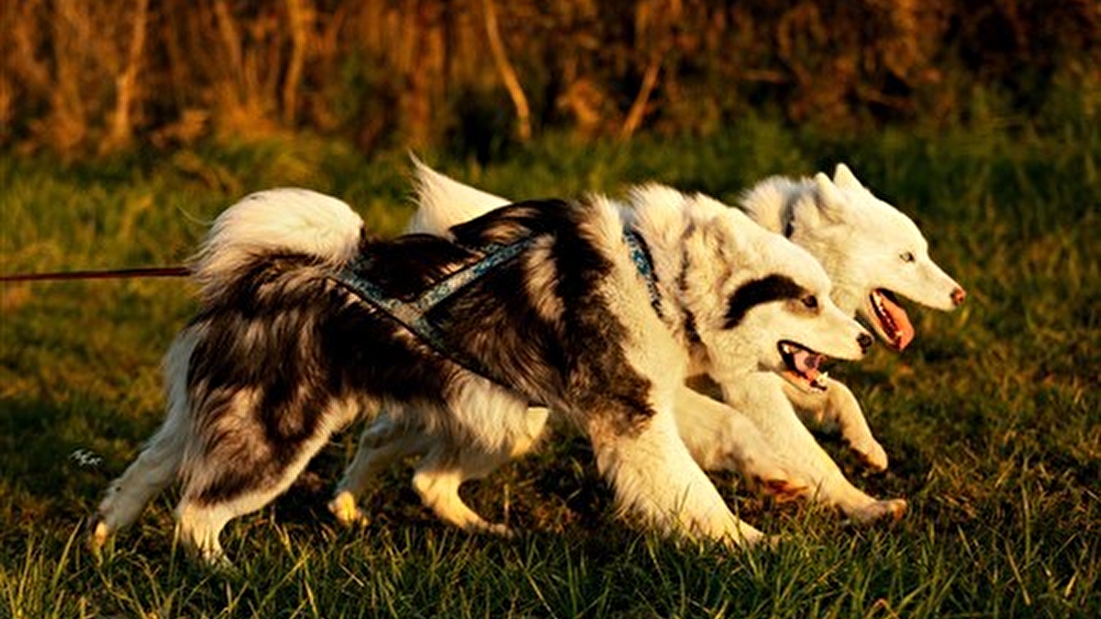 Excursion en chiens de traîneau par Wood'Cie Ranch Canin