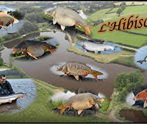 l'Hibiscus carpe - SAINT-MARTIN-DU-PUY