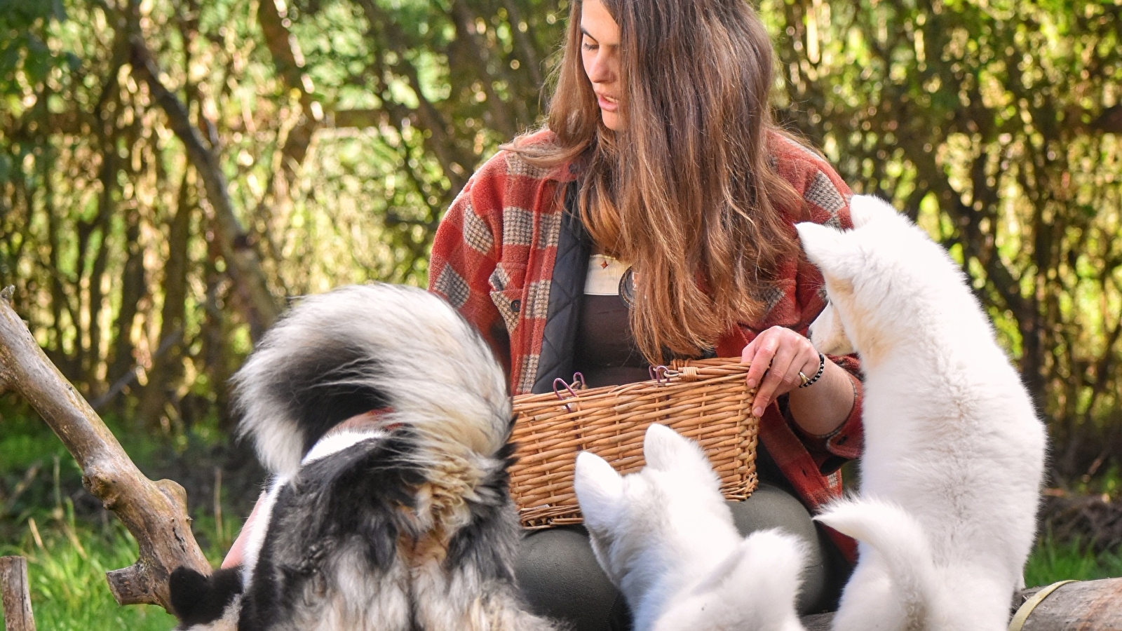 Dans la peau d'un chien de traîneau