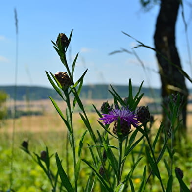 La butte aux orchidées