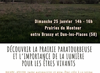 NATURA TELLAE  - BRASSY