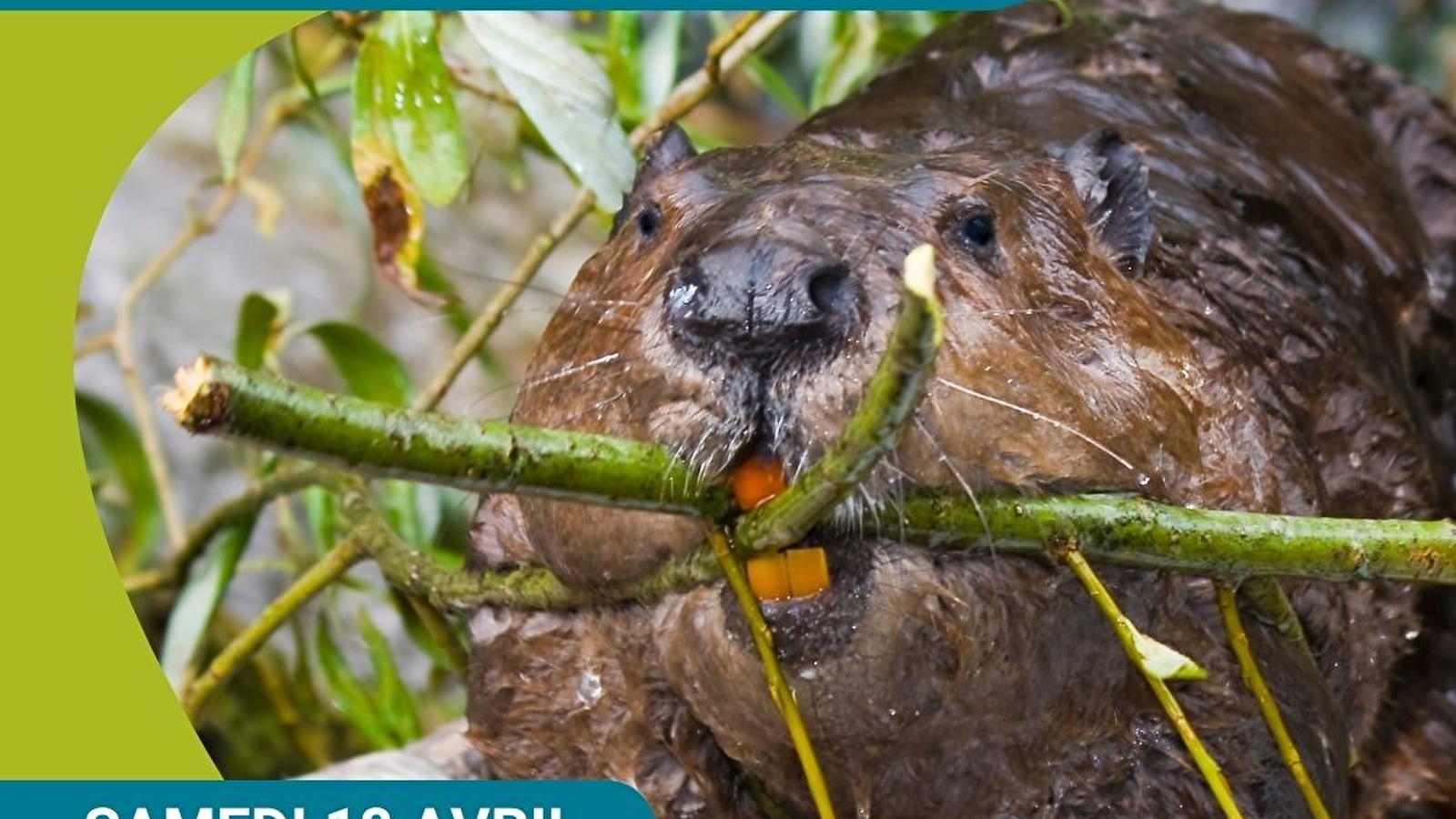 Sortie 'sur les traces du castor'