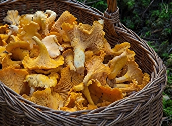 Sortie nature : Les champignons dans nos forêts - LA CHARITE-SUR-LOIRE
