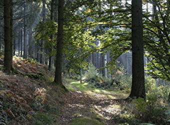 Vers les bois du Folin en 2 jours - SAINT-LEGER-SOUS-BEUVRAY
