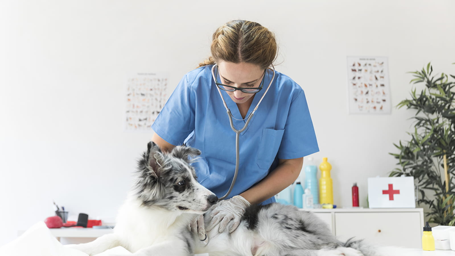 Cabinet Vétérinaire Bodart et Stassin