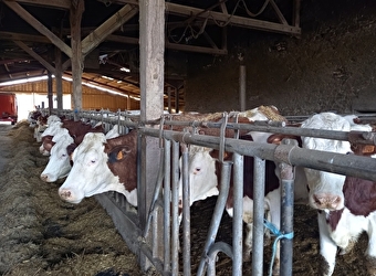 Oh la vache ! Visite d'une exploitation fromagère familiale - AVRIL-SUR-LOIRE