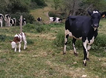 Ferme Métairie Houard - LA CELLE-SUR-LOIRE