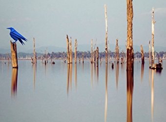 Concert : Brillant Corbeau  - NEVERS