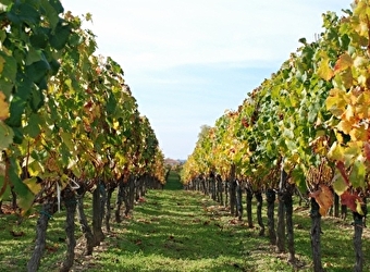 Domaine Nault - POUGNY