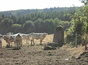 Les curiosités naturelles de St Saulge - SAINT-SAULGE