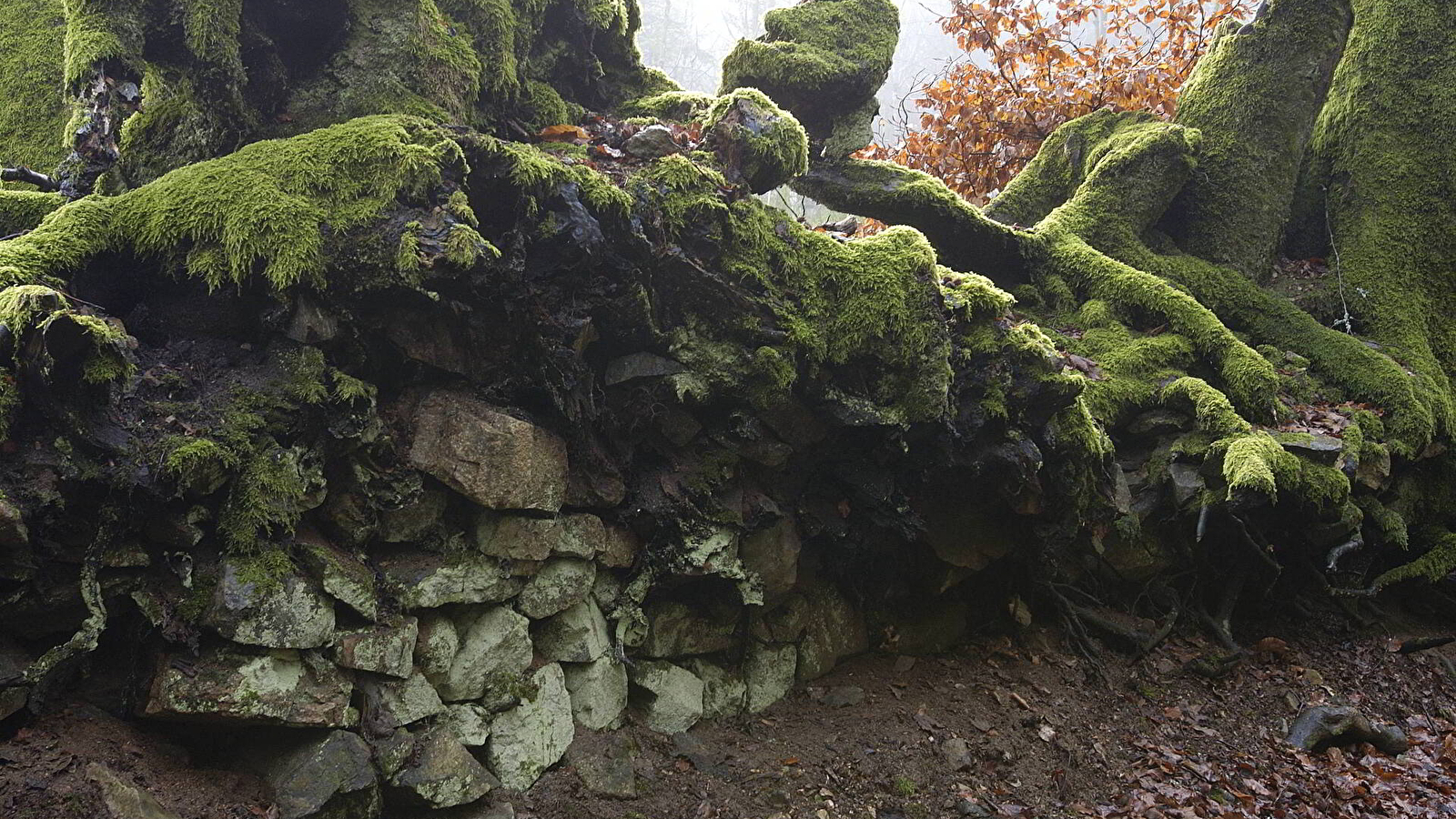Balade botanique dessinée : une forêt miniature les mousses du Mont Beuvray à Bibracte