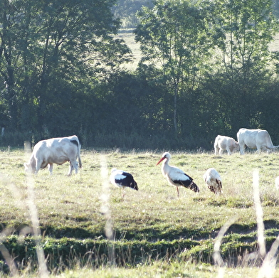 Balade famille : sentier de découverte des cigognes