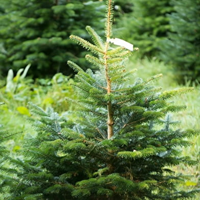 Association française du sapin de Noël naturel