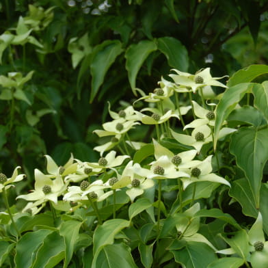 Arboretum Adeline
