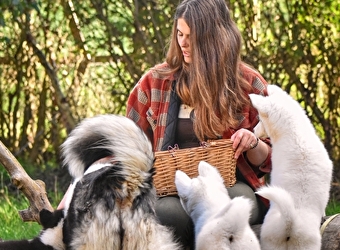 Dans la peau d'un chien de traîneau - CHEVENON