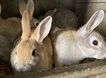 Visite de la ferme pédagogique Domaine de Montprisy - LA NOCLE-MAULAIX