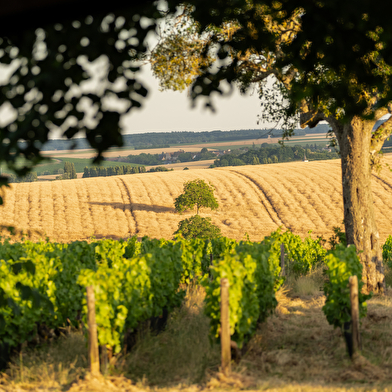 Cave Nérot