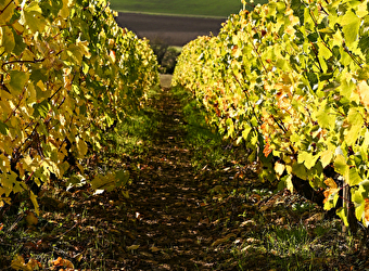 Vinitour Centre-Loire - LA CHARITE-SUR-LOIRE