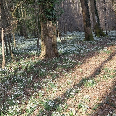 Des bords de Loire au sous-bois, à Cosne-Cours-sur-Loire