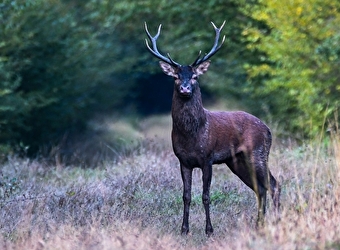 Sortie nature : A la rencontre du cerf - PARIGNY-LES-VAUX