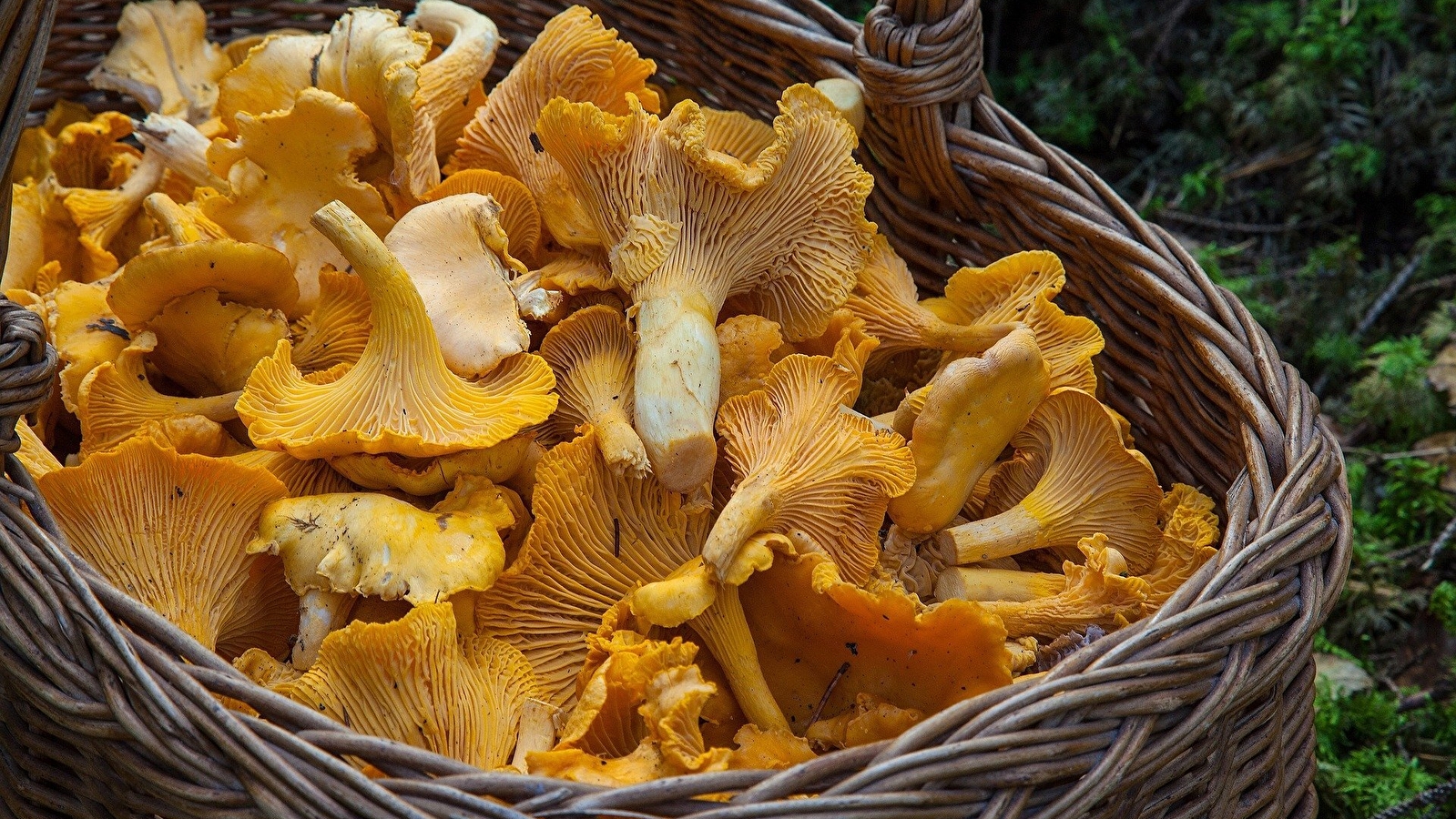 Sortie nature : Les champignons dans nos forêts