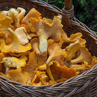 Sortie nature : Les champignons dans nos forêts