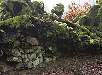 Balade botanique dessinée : une forêt miniature les mousses du Mont Beuvray à Bibracte - SAINT-LEGER-SOUS-BEUVRAY