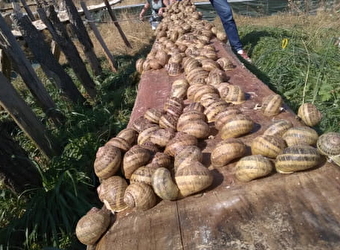 Les Escargots du Bois - SURGY