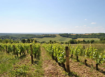 Domaine du Puits de Compostelle - LA CELLE-SUR-NIEVRE